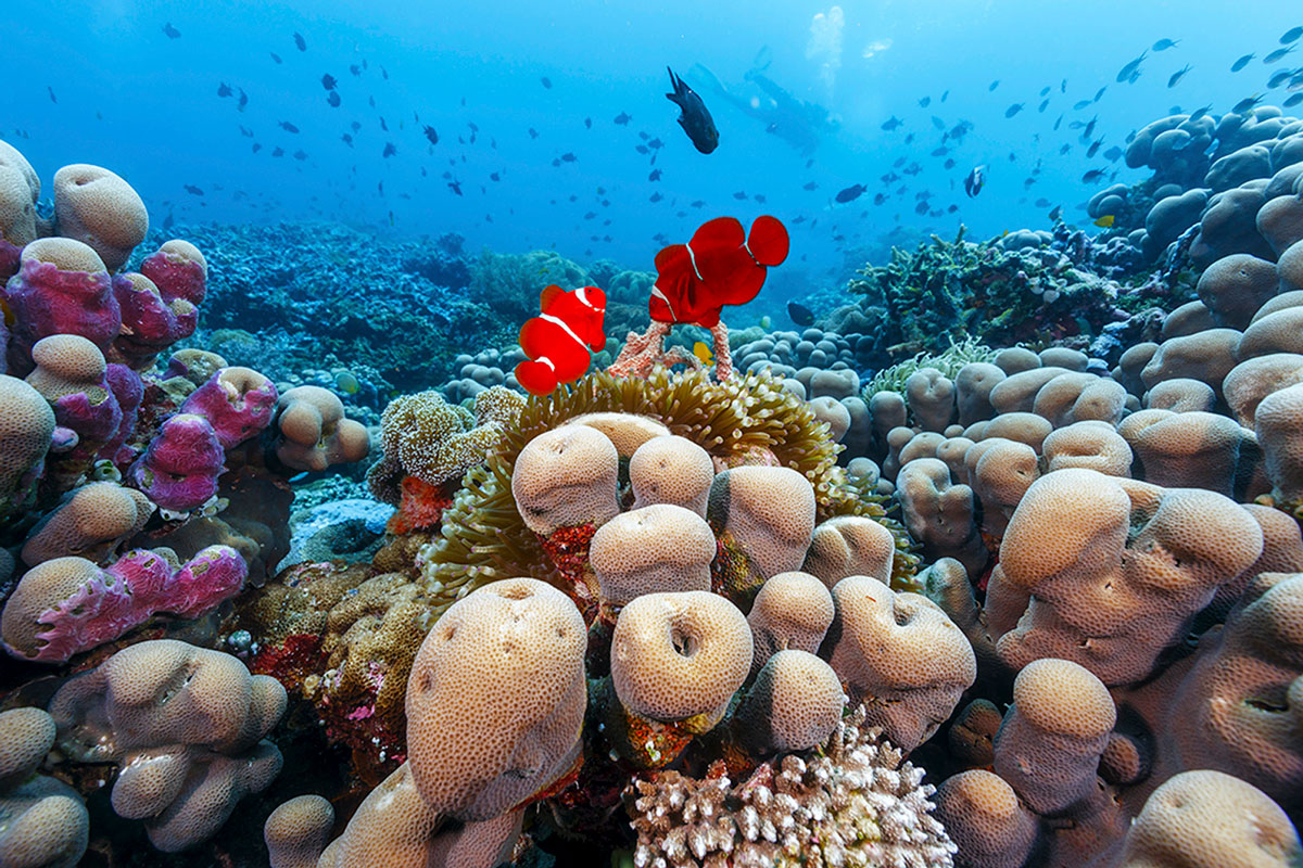 IDN_Wakatobi-Resort-UW-Reef-©-Wakatobi-Resort-MF004.jpg