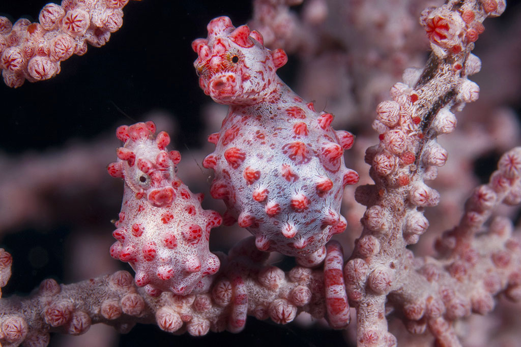 IDN_Wakatobi-Resort-UW-Reef-©-Wakatobi-Resort-Richard-Smith-009.jpg