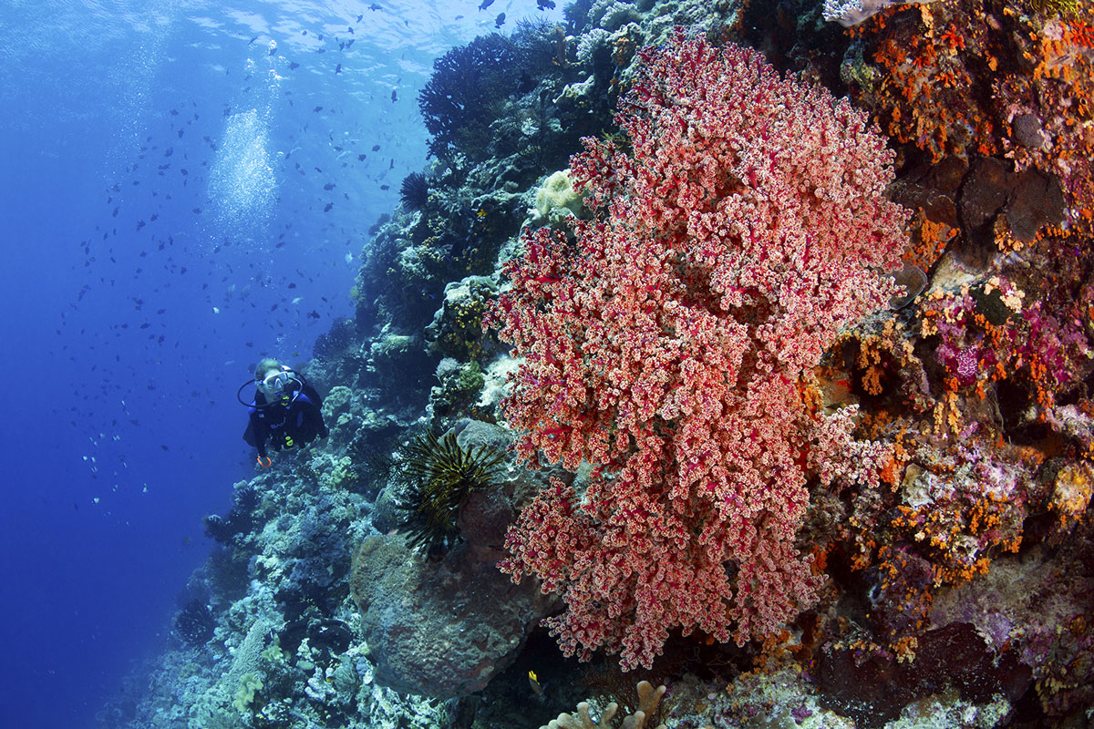 IDN_Wakatobi-Resort-UW-Reef-©-Wakatobi-Resort-WS007.jpg