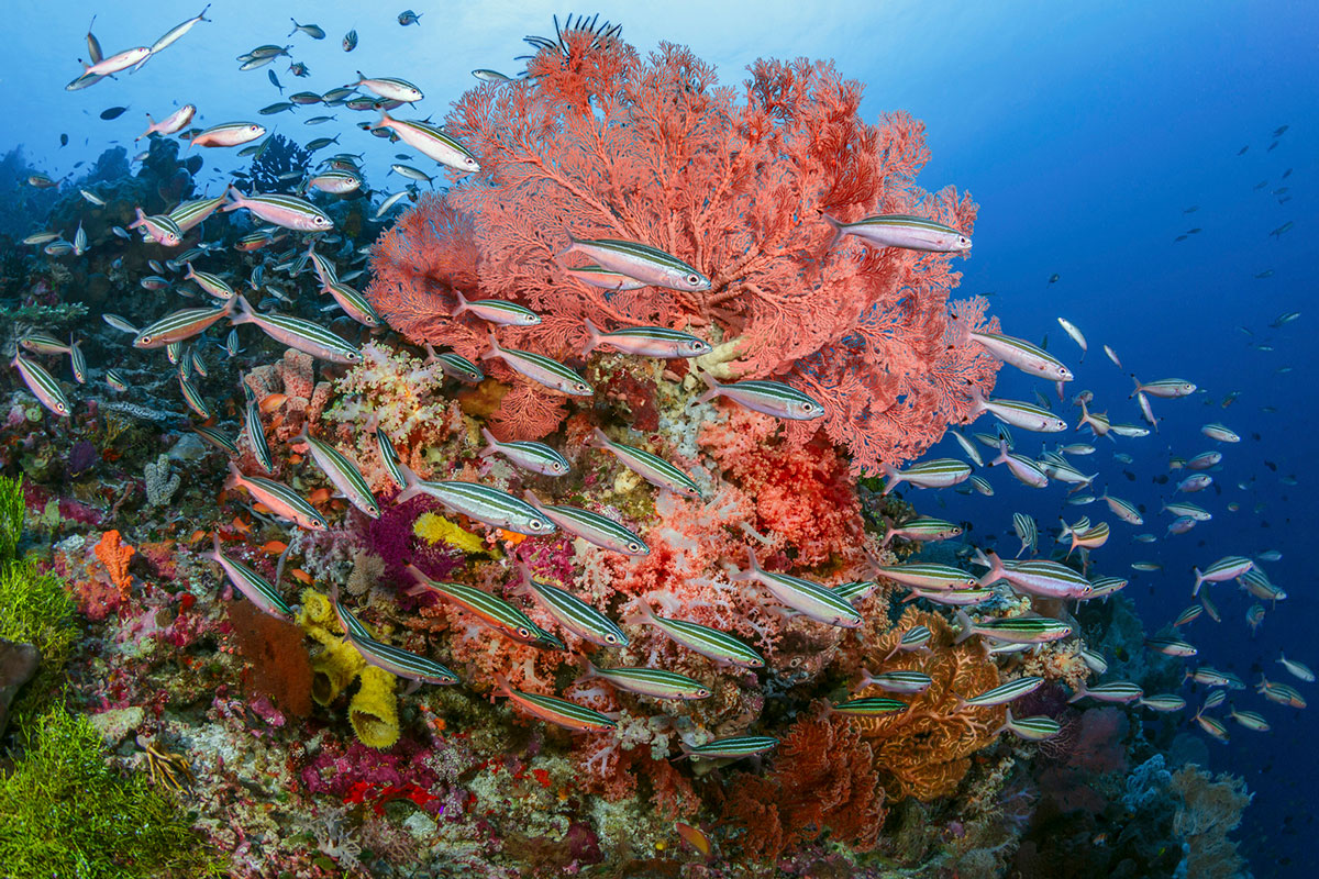 IDN_Wakatobi-Resort-UW-Reef-©-Wakatobi-Resort.jpg