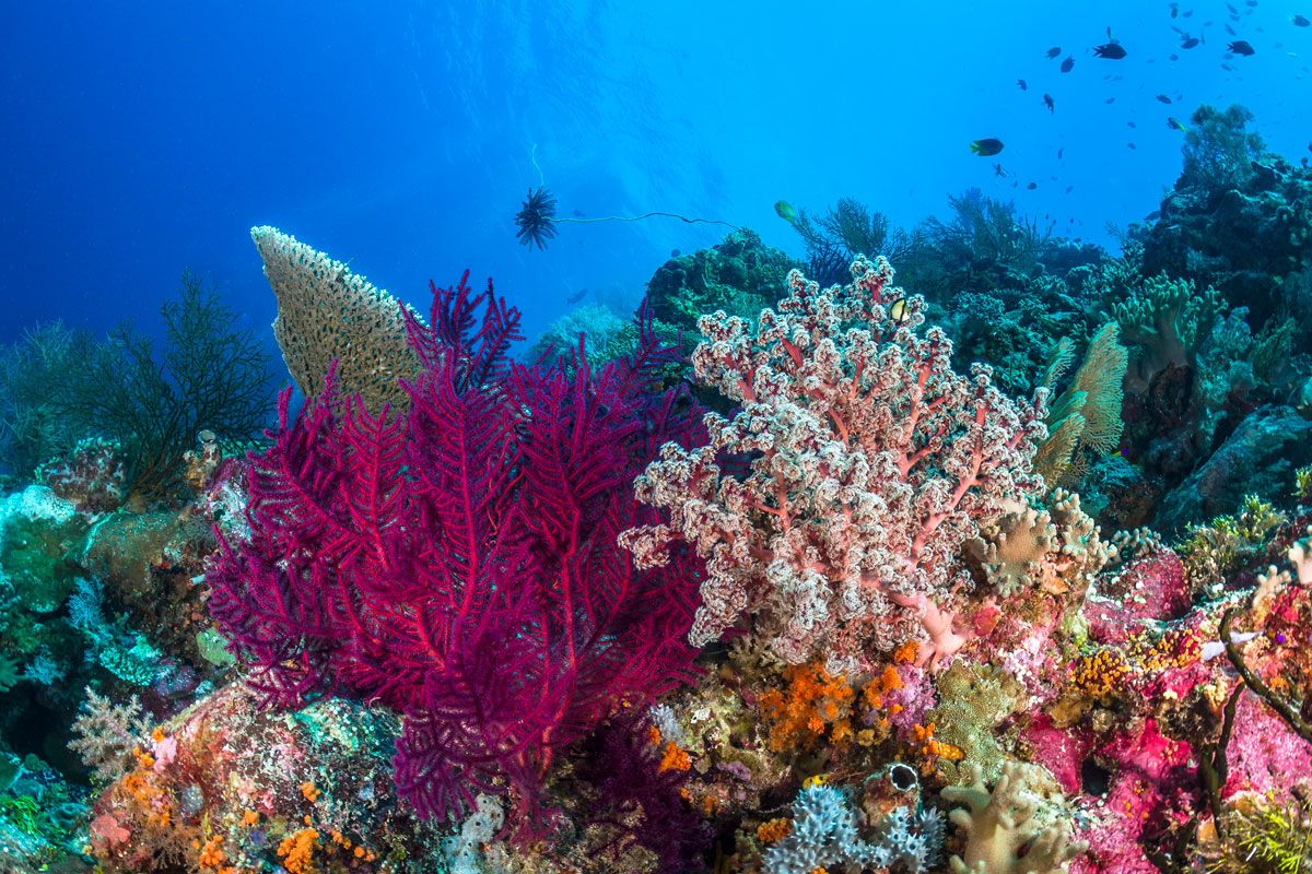 IDN_Wakatobi-Resort-UW-Reef-scene-©-Wakatobi-Resort-WM75070006.jpg