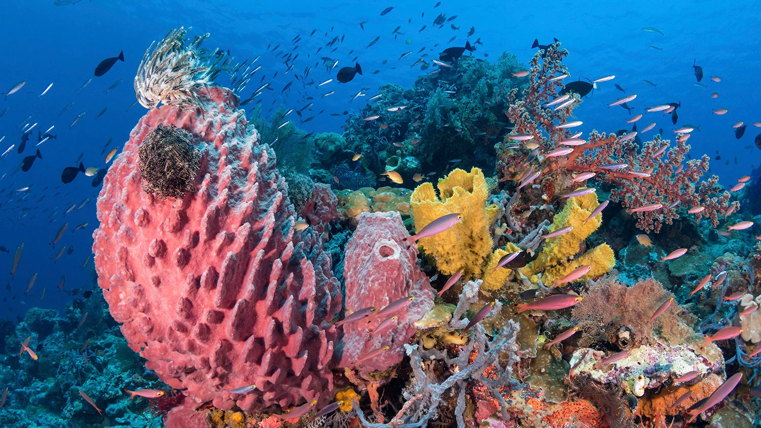 IDN_Wakatobi-Island-Resort-Reef-©-WS-001.jpg