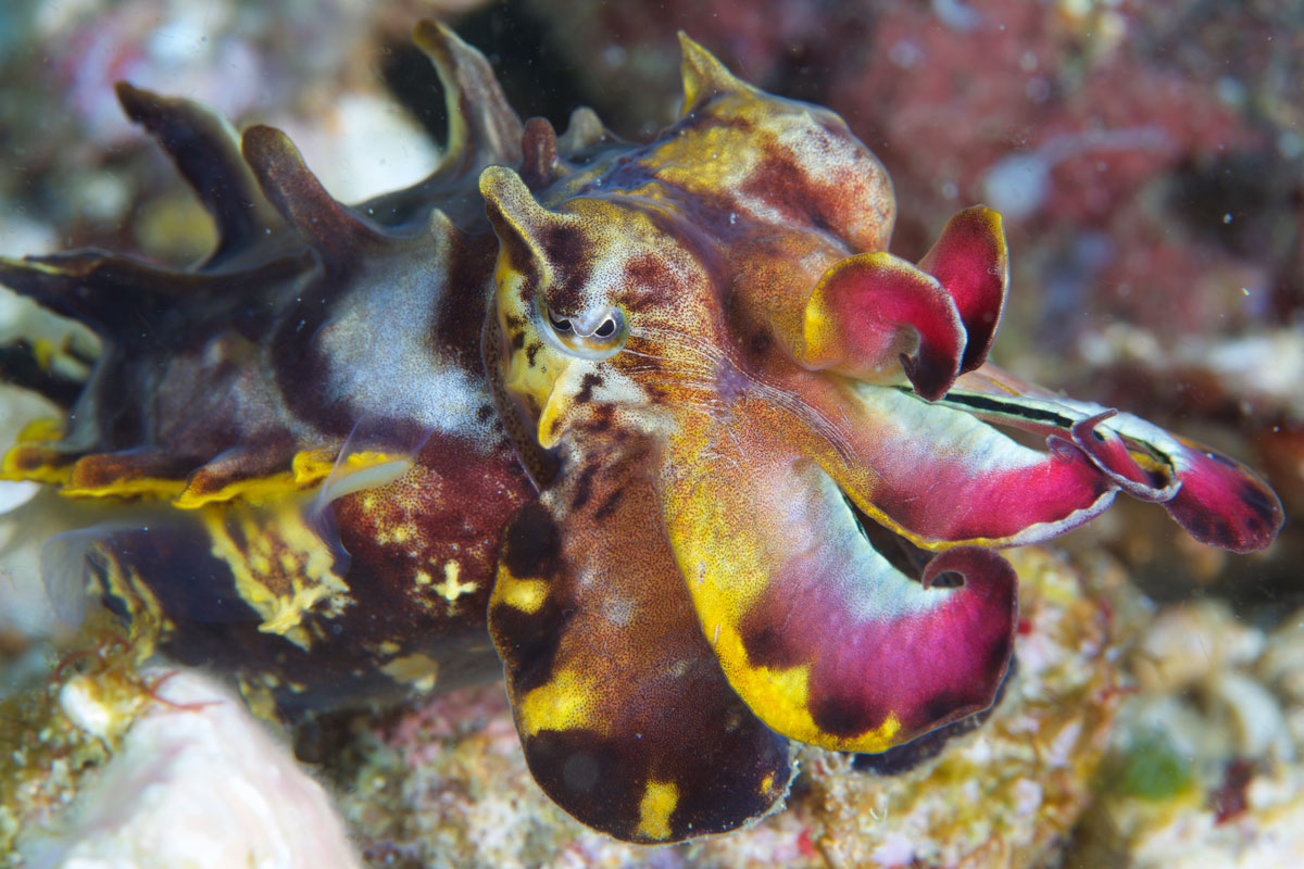 IDN_Flamboyuant-Cuttlefish-©15-Thomas-Baechtold-10598.jpg