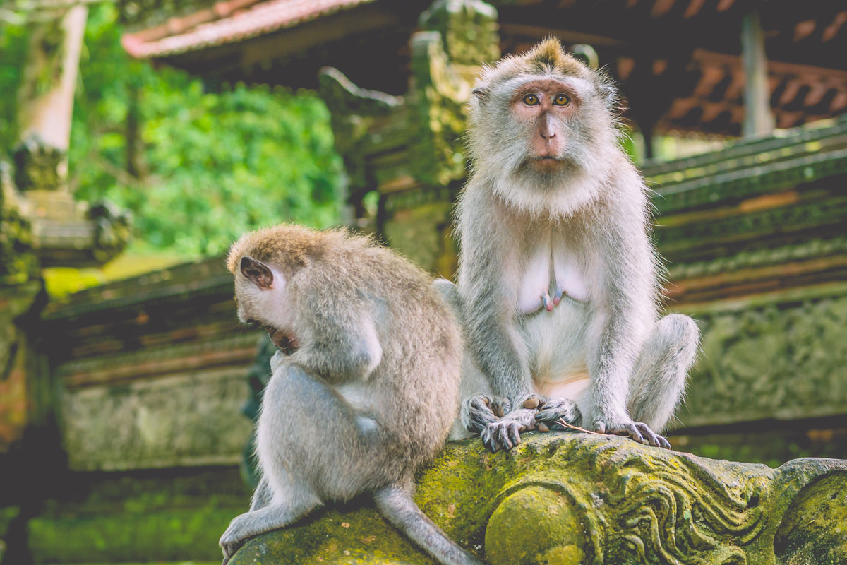 IDN_Indonesia-Long-tailed-Macaque-Monkey-©-AdobeStock_144032712.jpg