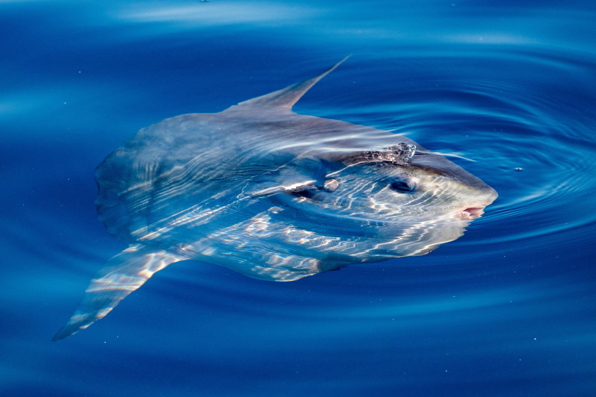 IDN_Indonesia-UW-Mola-mola-Sunfish-at-surface-©-AdobeStock_176389719.jpg
