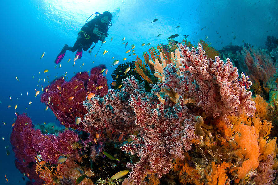 IDN_Reef_006.jpg
