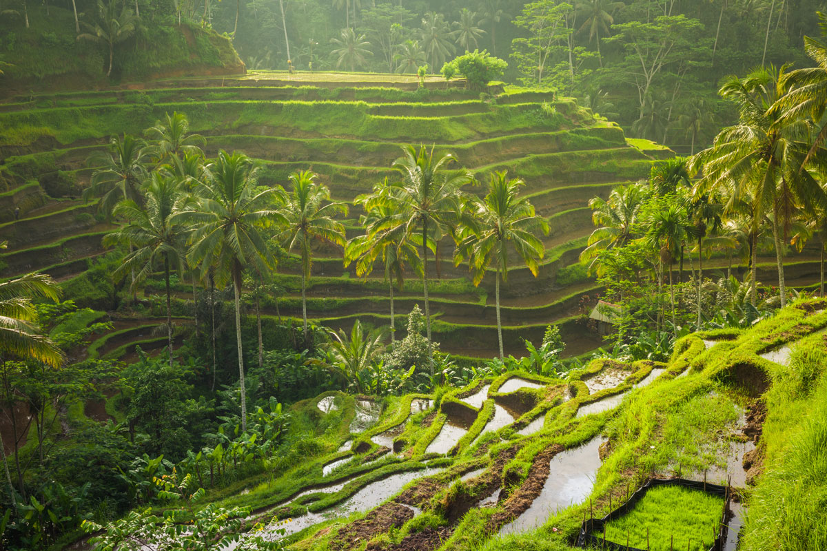 IDN_Ubud-Rice-Terraces-©-Adobe-Stock.jpg