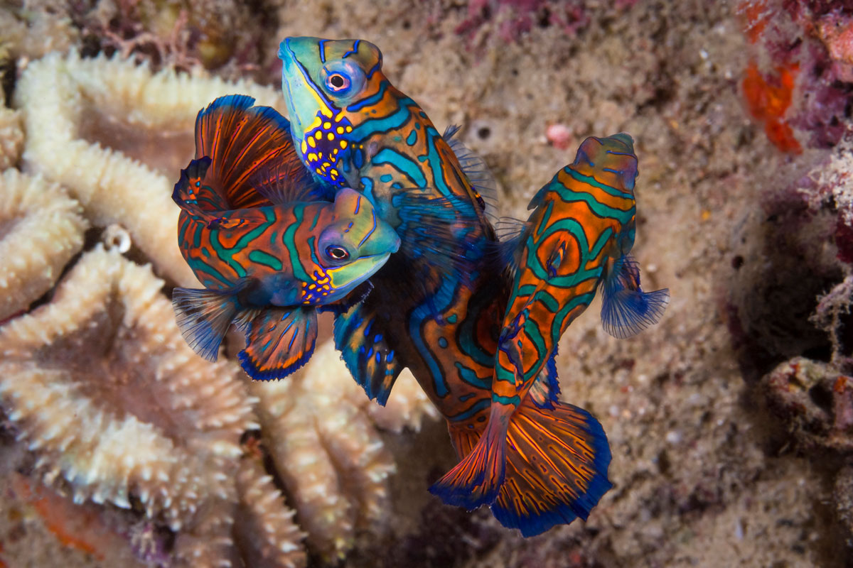 IDN_MV-Pelagian-©-Wakatobi-R4A7688ed.jpg