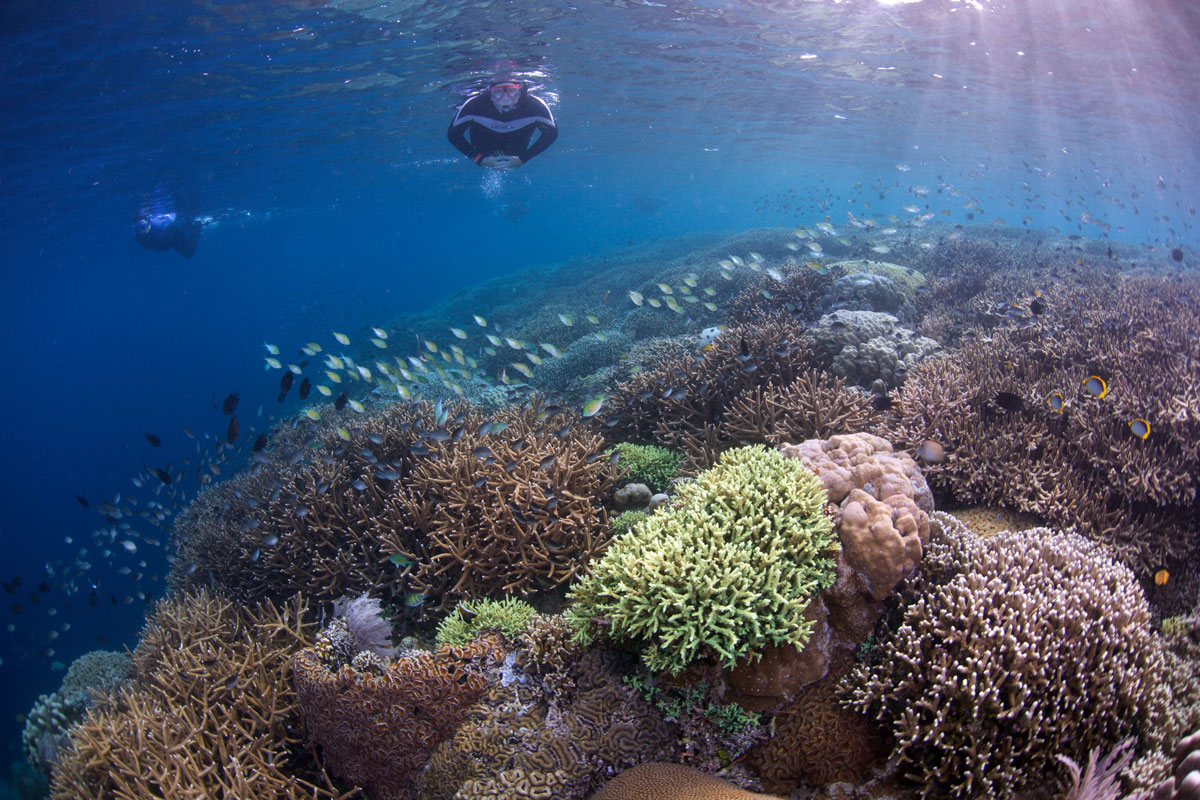 IDN_Bunaken-Marine-Park-uw-©15-Thomas-Baechtold-0299.jpg