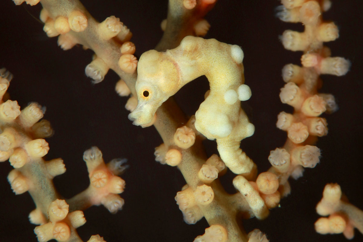 IDN_Indonesia-UW-pygmy_seahorse-©-WWDAS.jpg