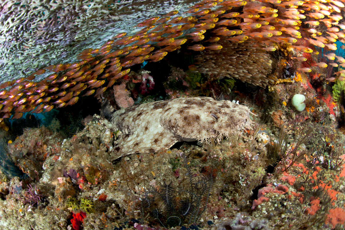 IDN_Indonesia-UW-wobbegong_und_glassfish-©-WWDAS.jpg