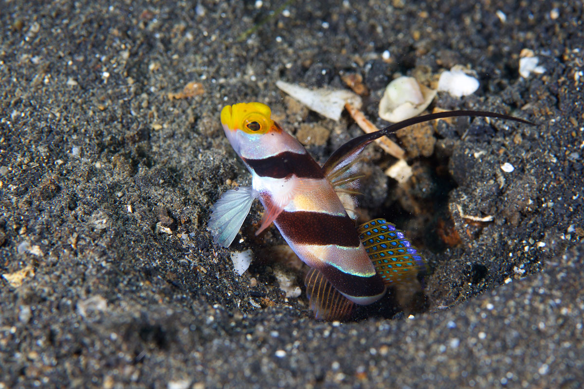 IDN_Lembeh-Strait-©15-Thomas-Baechtold-0136.jpg