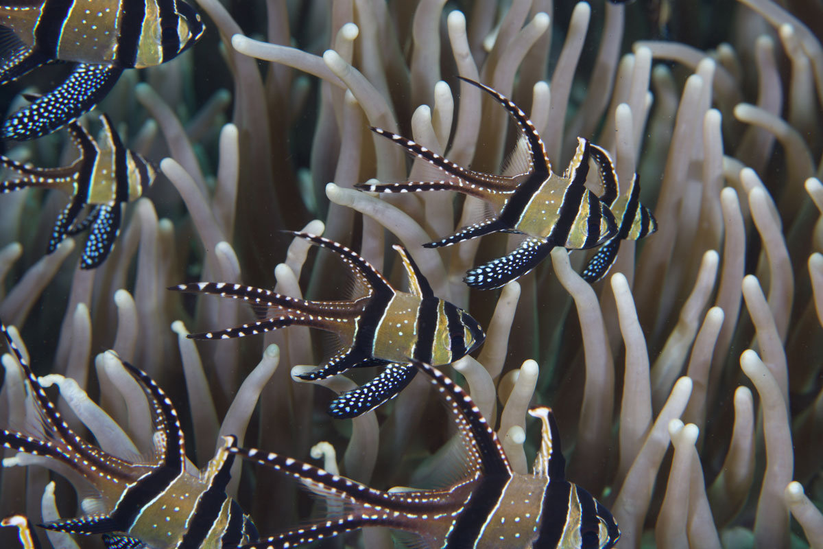 IDN_Lembeh-Strait-©15-Thomas-Baechtold-0160.jpg