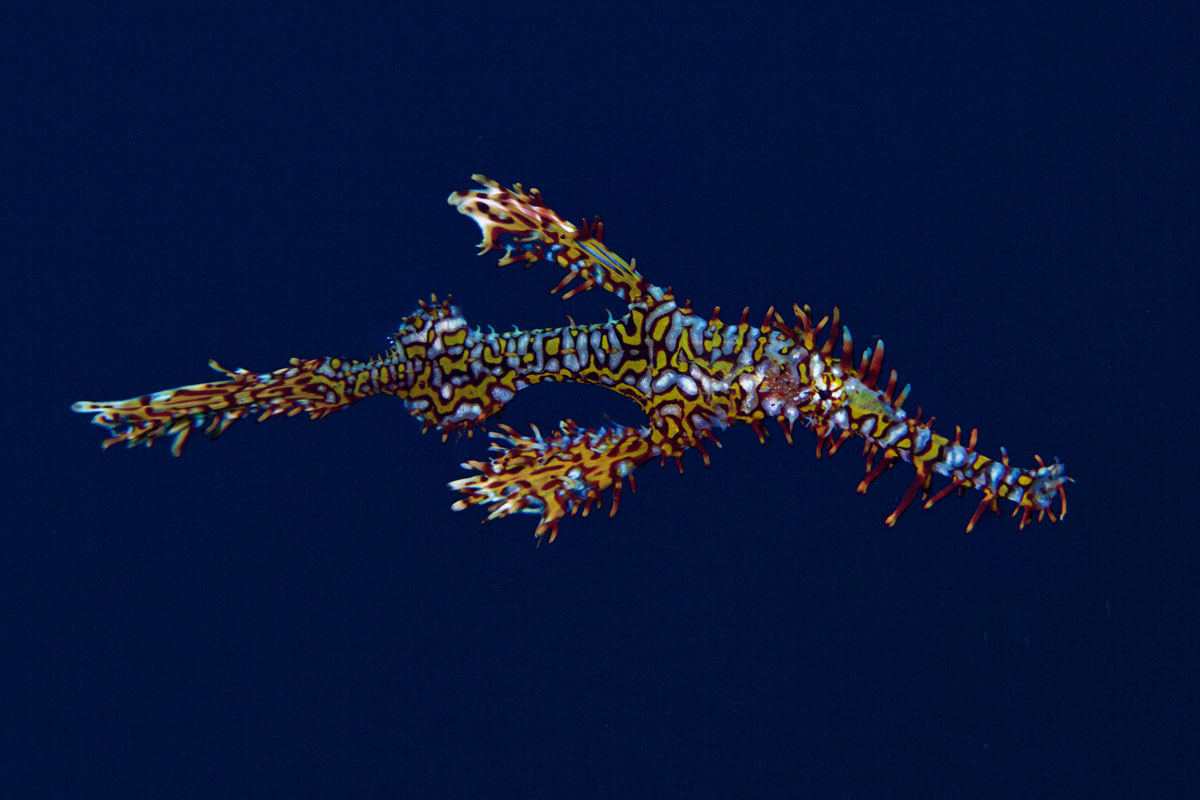 IDN_Lembeh-Strait-©15-Thomas-Baechtold-0174.jpg