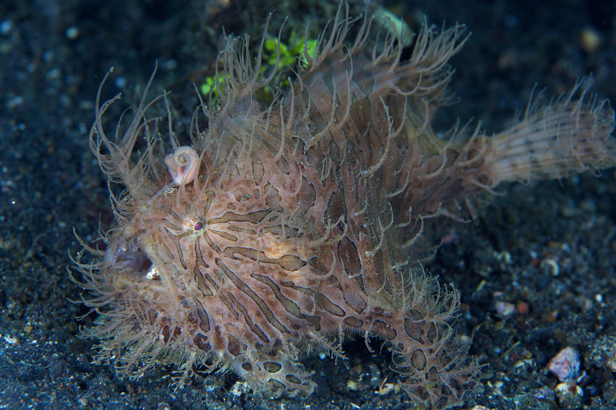 IDN_Lembeh-Strait-©15-Thomas-Baechtold-0252.jpg