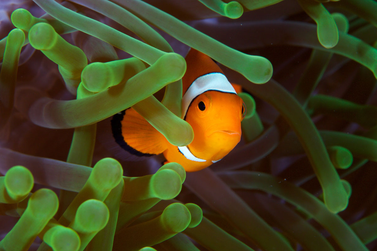 IDN_Lembeh-Strait-©15-Thomas-Baechtold-0416.jpg