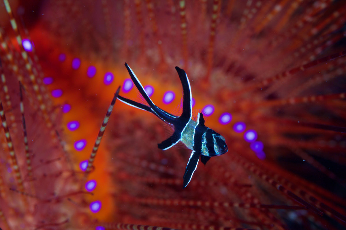 IDN_Lembeh-Strait-©15-Thomas-Baechtold-0446.jpg