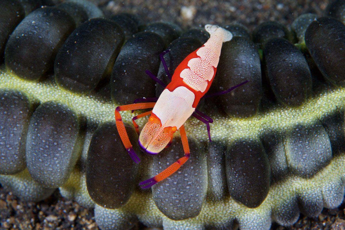 IDN_Lembeh-Strait-©15-Thomas-Baechtold-0426.jpg