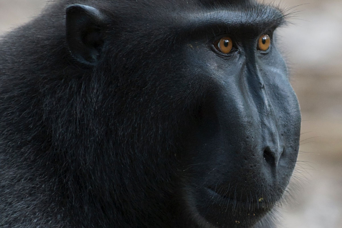 IDN_Tangkoko-National-Park-©15-Thomas-Baechtold--2595.jpg