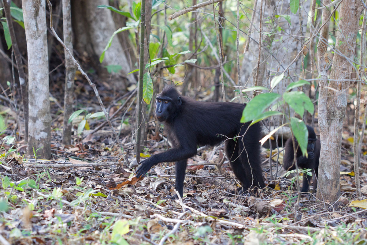 IDN_Tangkoko-National-Park-©15-Thomas-Baechtold-0063.jpg