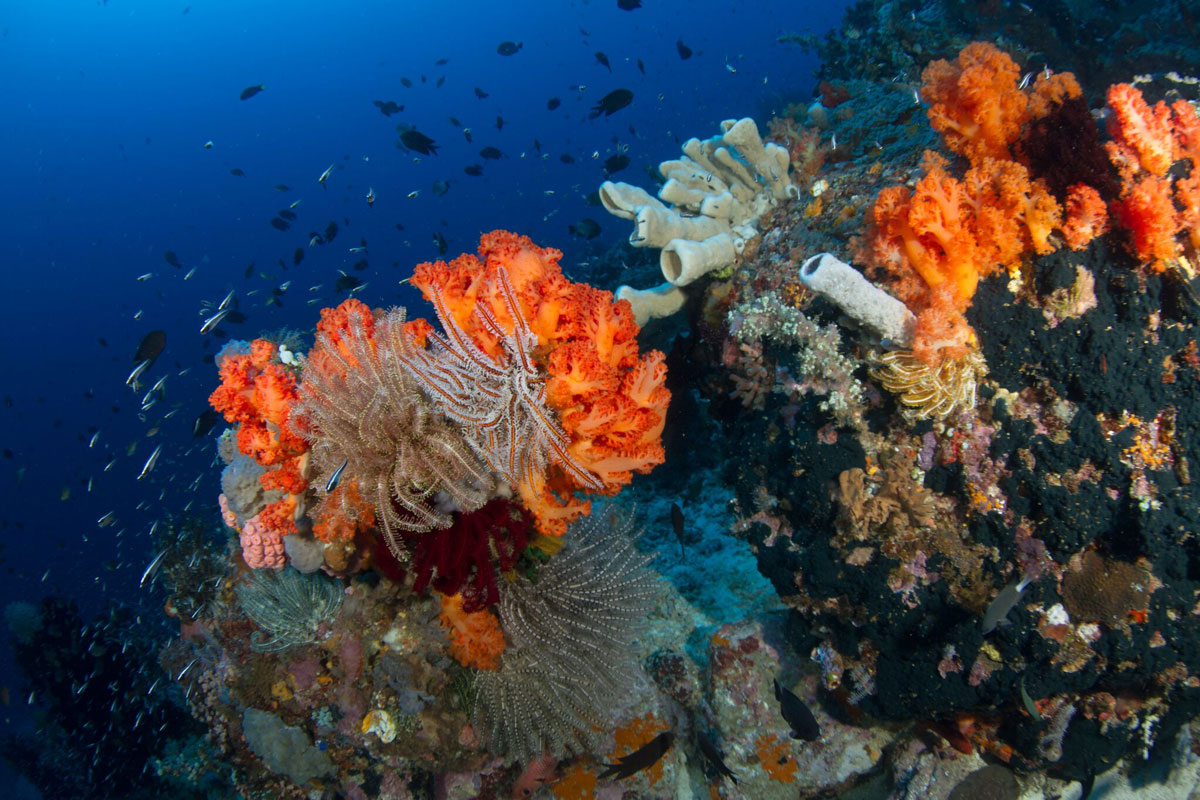 IDN_Lembeh-Resort-UW-©-Lembeh-Resort-M-au8vEt.jpg