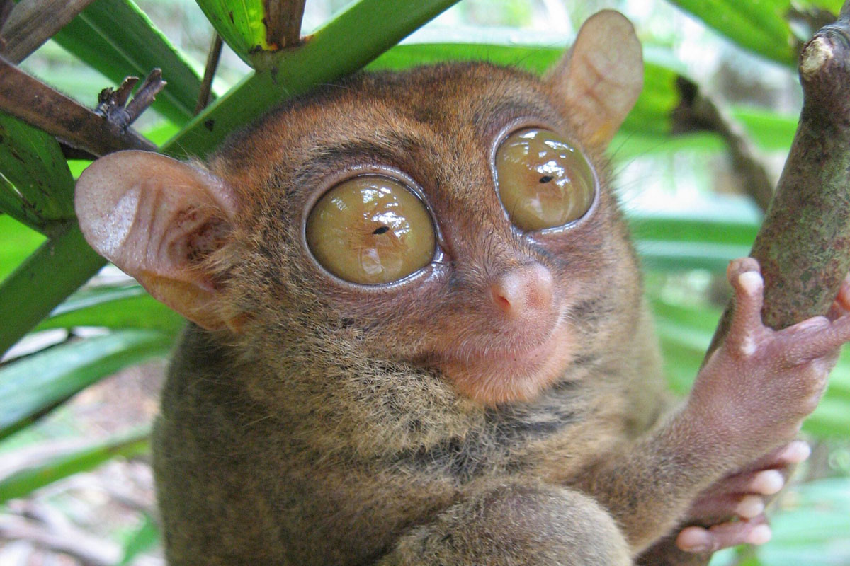 IDN_Siladen-Island-Resort-Tarsier-© Siladen-ybBGMP0U.jpg