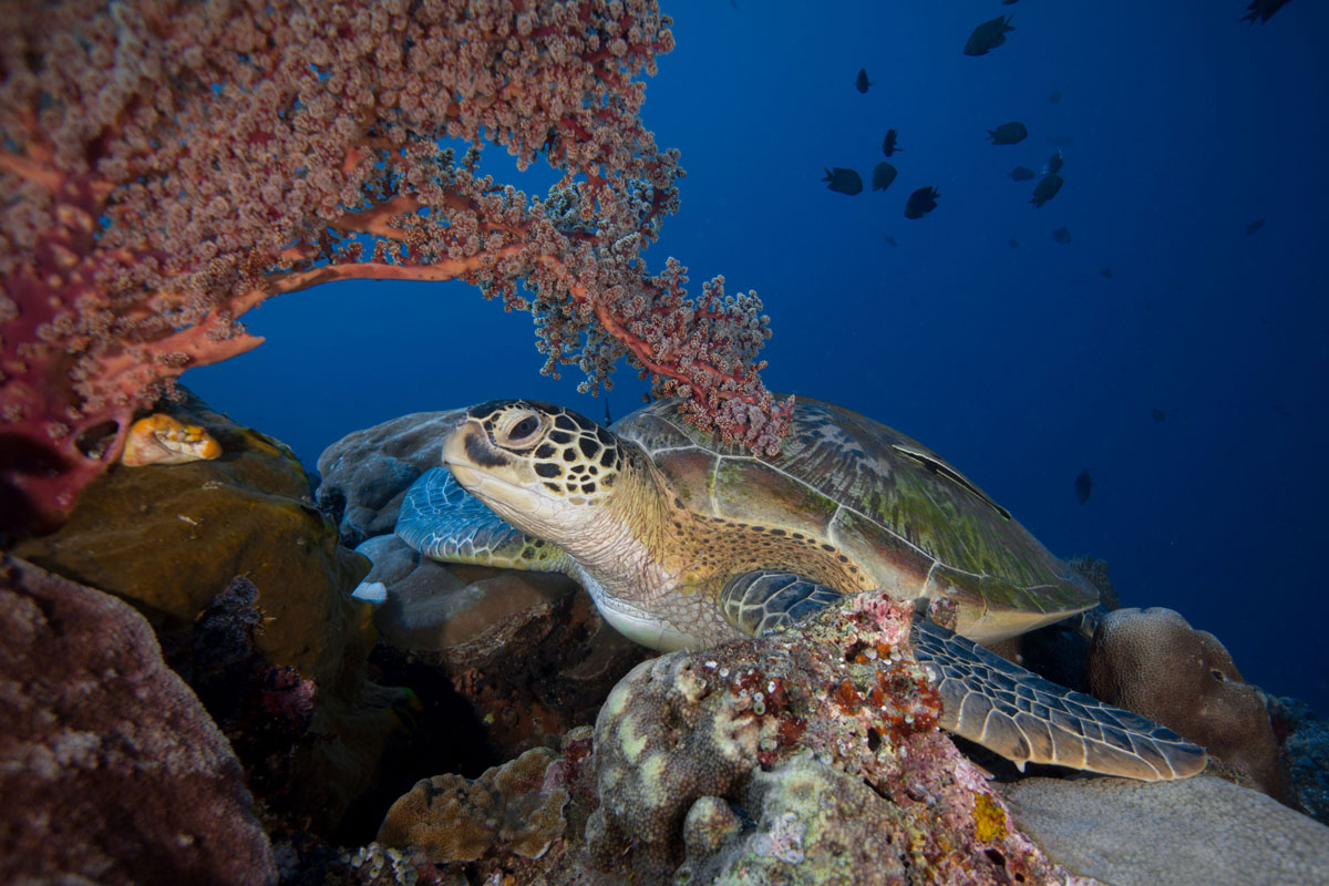 IDN_Siladen-Island-Resort-UW-Turtle-on-Reef-© Siladen-YBpxAYm8.jpg