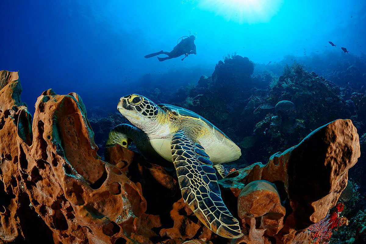 IDN_Siladen-Island-Resort-UW-Turtle-w-Diver-© Siladen-E7-v0Yns.jpg