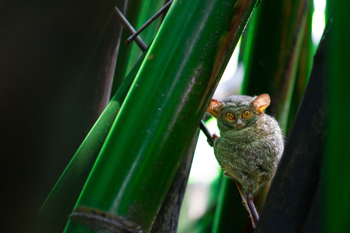 IDN_Tangkoko-National-Park-Tarsier-©-Lembeh-Resort-71GG3j3_.jpg