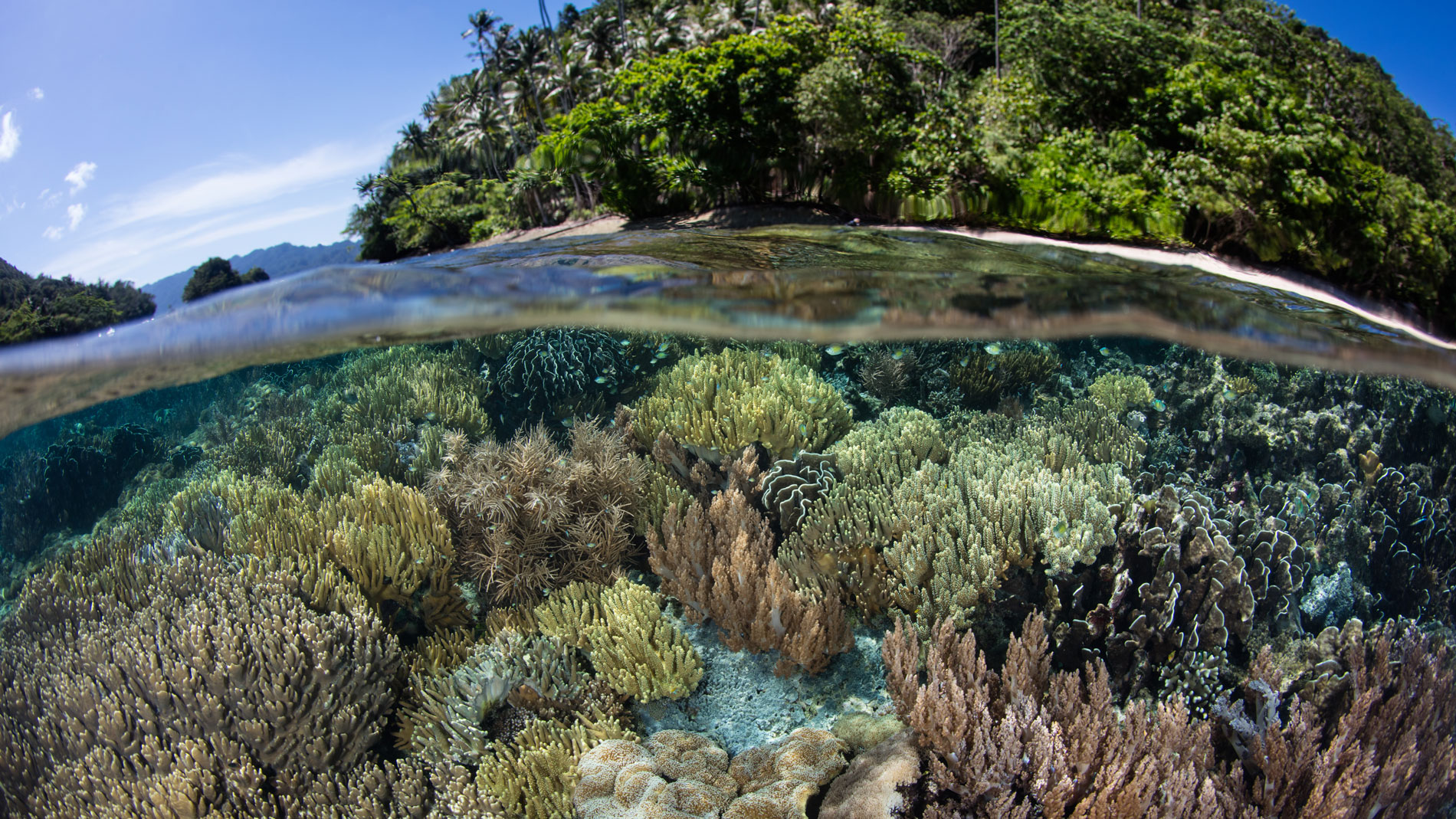 IDN_Indonesia-UW-Reef-Half-and-Half-©-Adobe-Stock_124930556.jpg