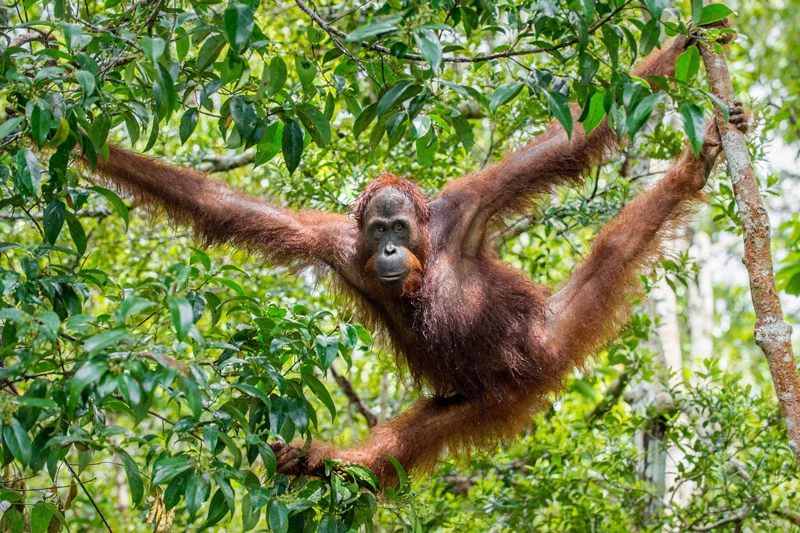 MYS_Borneo-Orangutan-©-Adobe-Stock-001.jpg