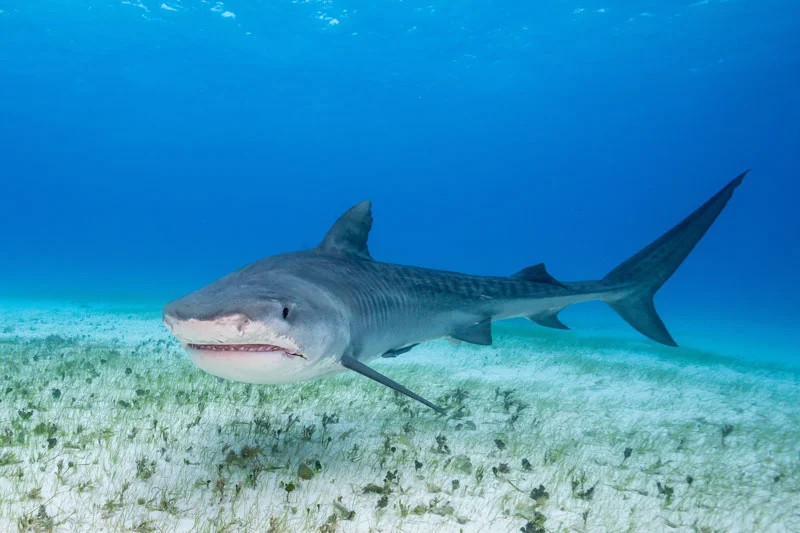 BHS_Bahamas-Tiger-Shark-©-AdobeStock_122477951.jpg