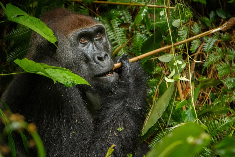 COD_Congo-Eastern-Lowland-Gorilla-©-AdobeStock_132295629.jpg