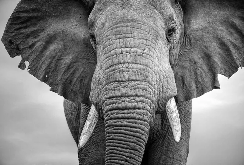 BWA_Botswana-Elephant-©-AdobeStock_176175683.jpg