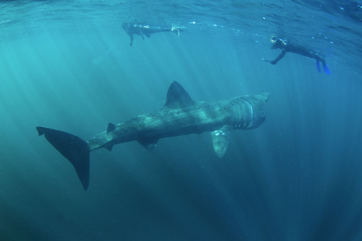 GBR_Scotland-Basking-Shark-w-Snorkellers-©-AdobeStock_168969996.jpg