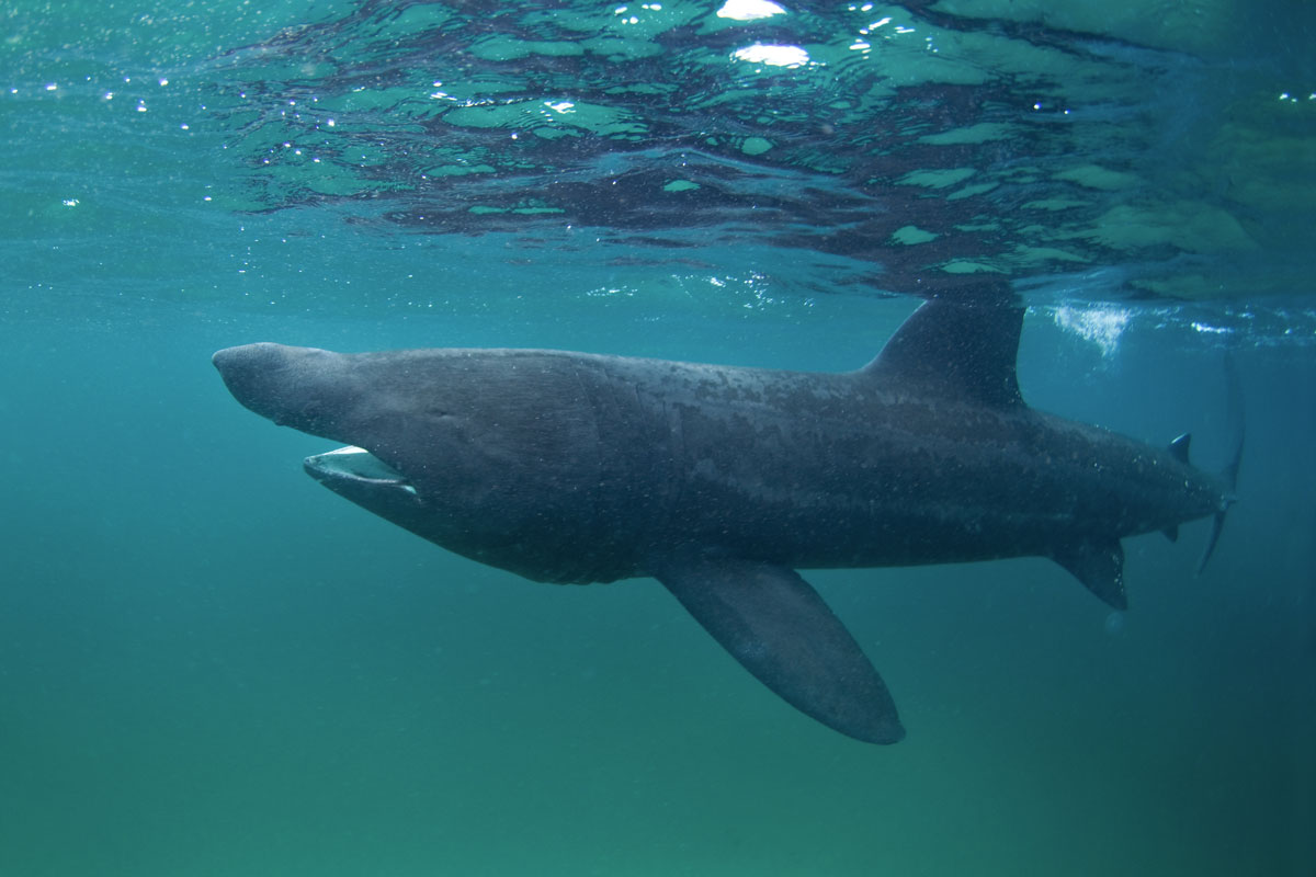 GBR_Scotland-Coll-Island-UW-Basking-Shark-©-AdobeStock_168968715.jpg