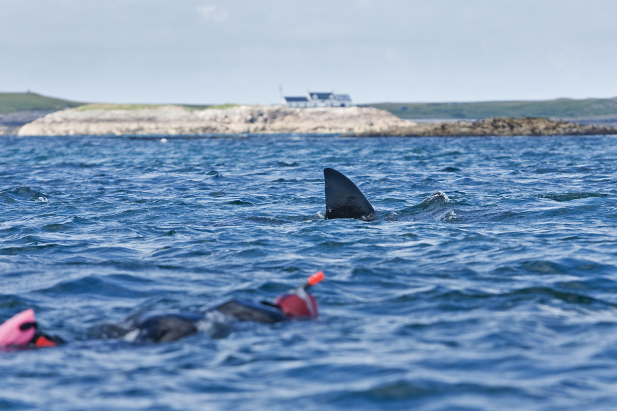 GBR_Scotland-Coll-Island-UW-Basking-Shark-©-AdobeStock_168969559.jpg