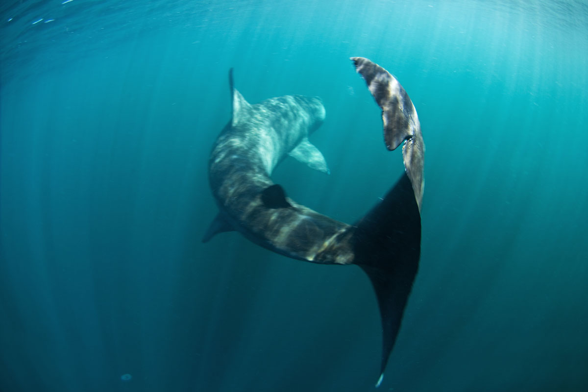 GBR_Scotland-Coll-Island-UW-Basking-Shark-©-AdobeStock_168970657.jpg