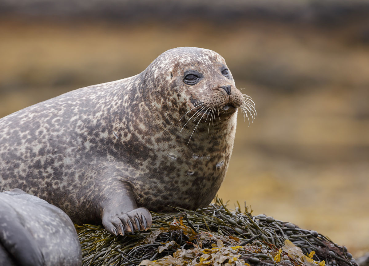 GBR_Scotland-Grey-Seal-©-AdobeStock_69732219.jpg