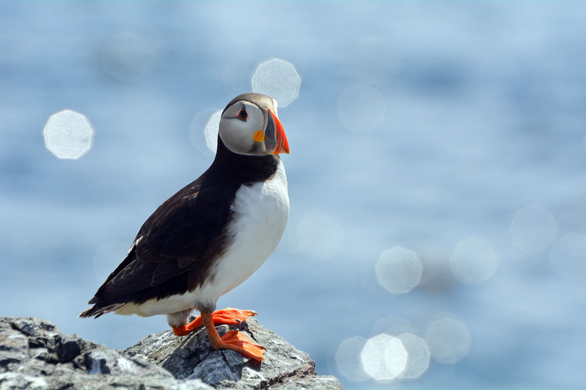 GBR_Scotland-Puffin-©-AdobeStock_86237483.jpg