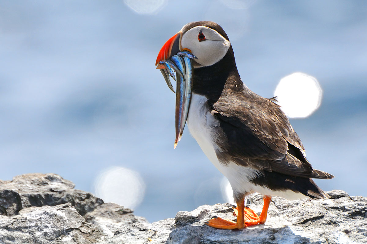 GBR_Scotland-Puffin-©-AdobeStock_86238859.jpg