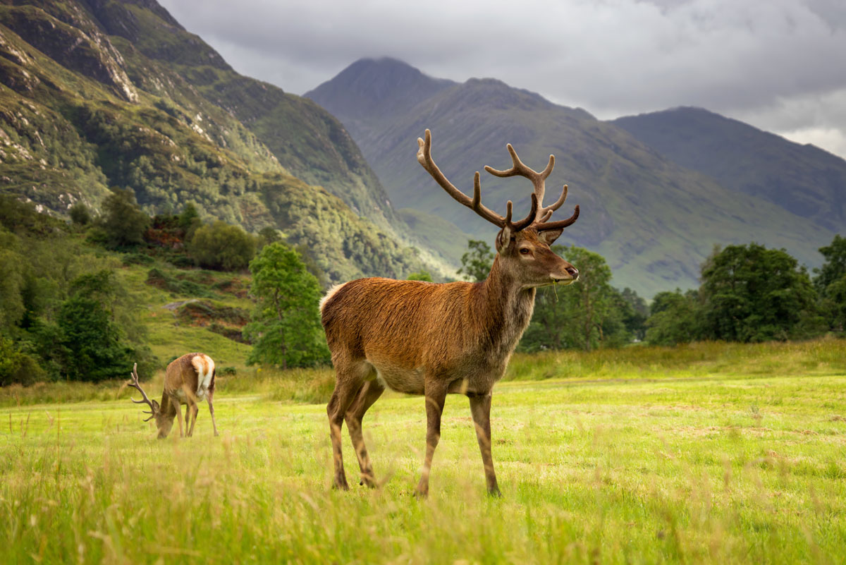 GBR_Scotland-Red-Deer-©-AdobeStock_170503324.jpg