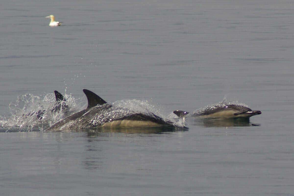 GBR_Scotland-Common-Dolphins-in-the-Minch-©-Wilderness-Scotland.jpg