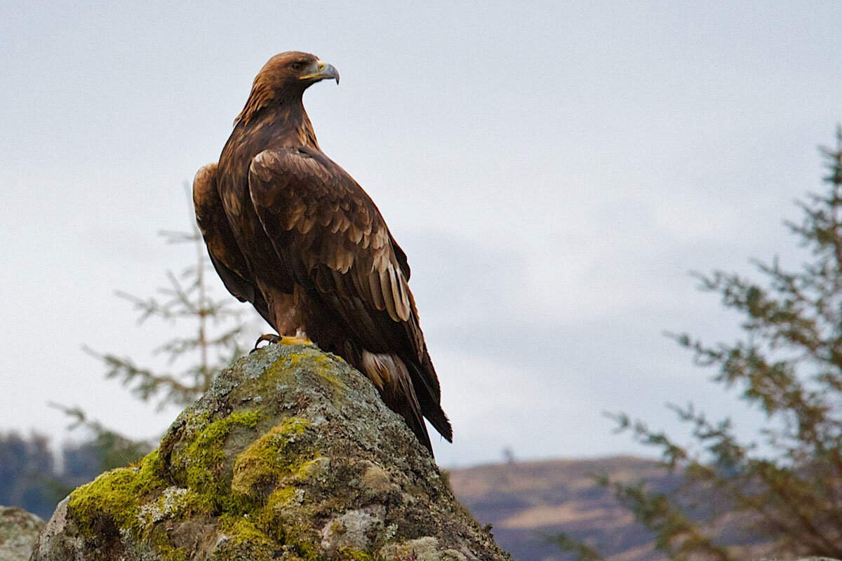GBR_Scotland-Golden-Eagle-©-Wilderness-Scotland.jpg