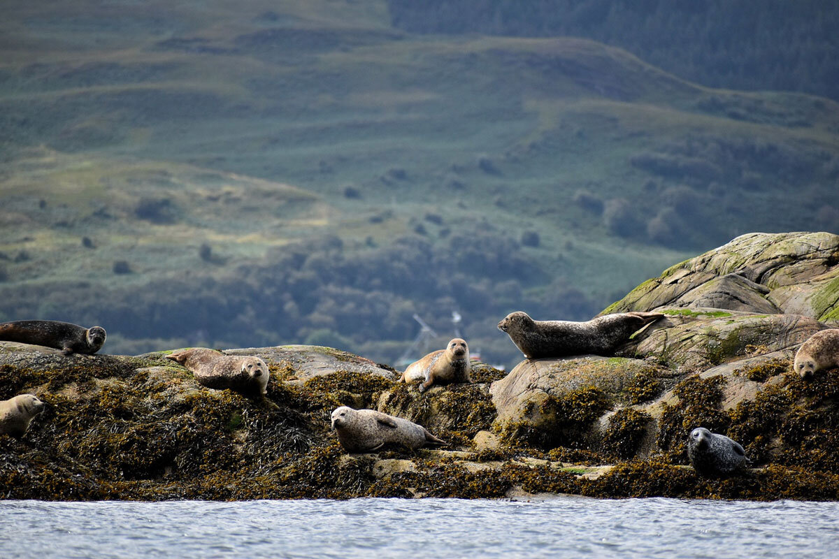 GBR_Scotland-Grey-Seals-©-Ken-Keith-Glencoe.jpg
