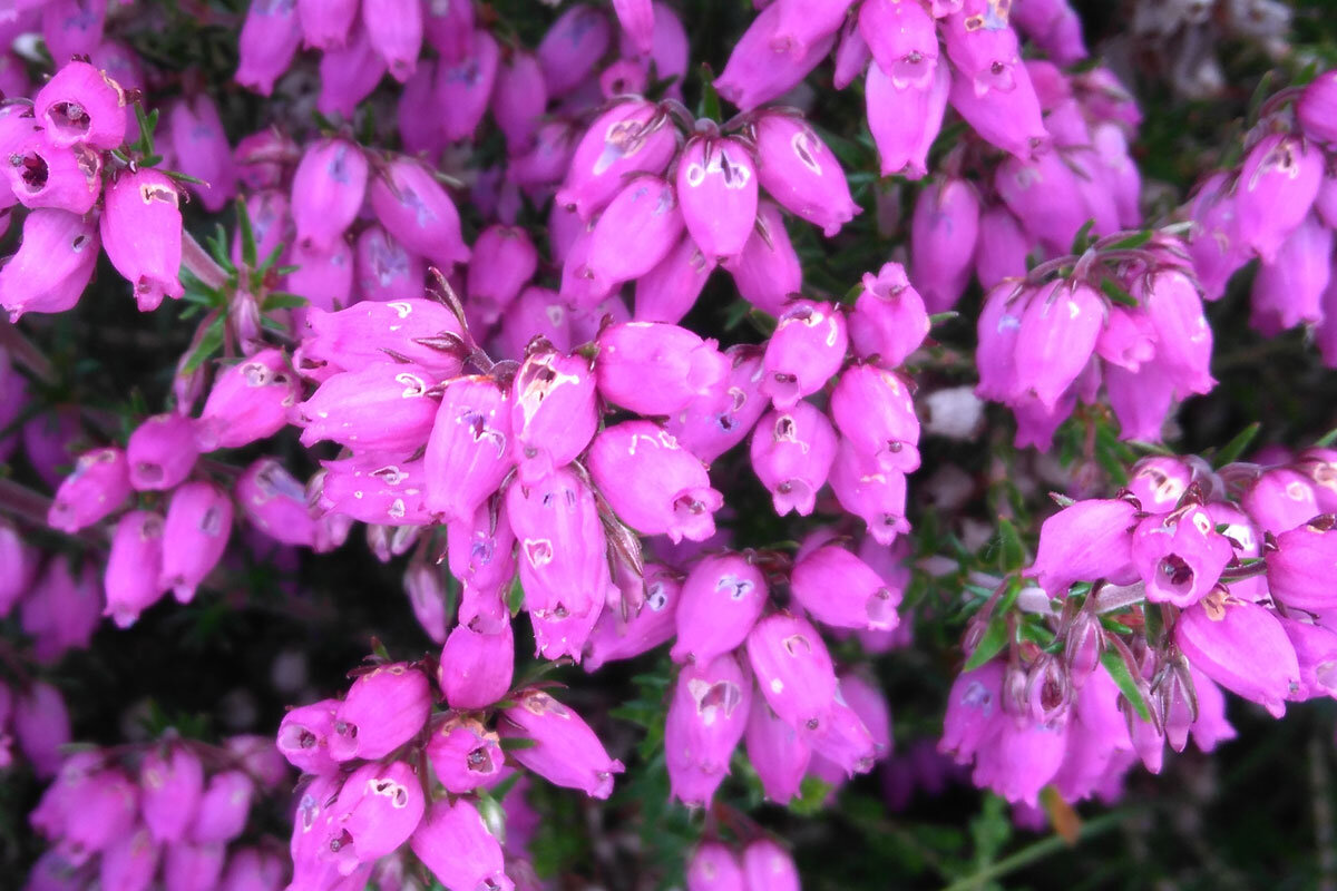 GBR_Scotland-Heather-©-Wilderness-Scotland-3.jpg