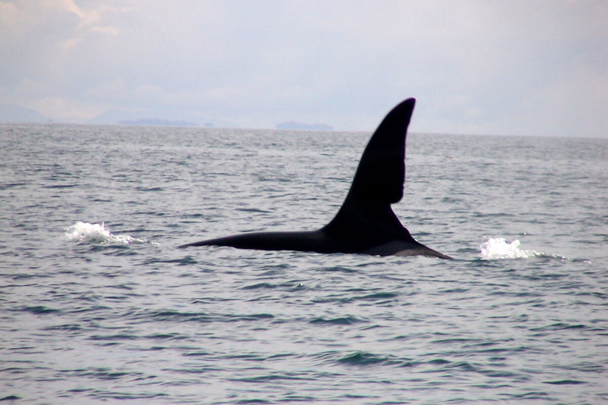 GBR_Scotland-Killer-Whale-Fin-July07-©-Wilderness-Scotland.jpg