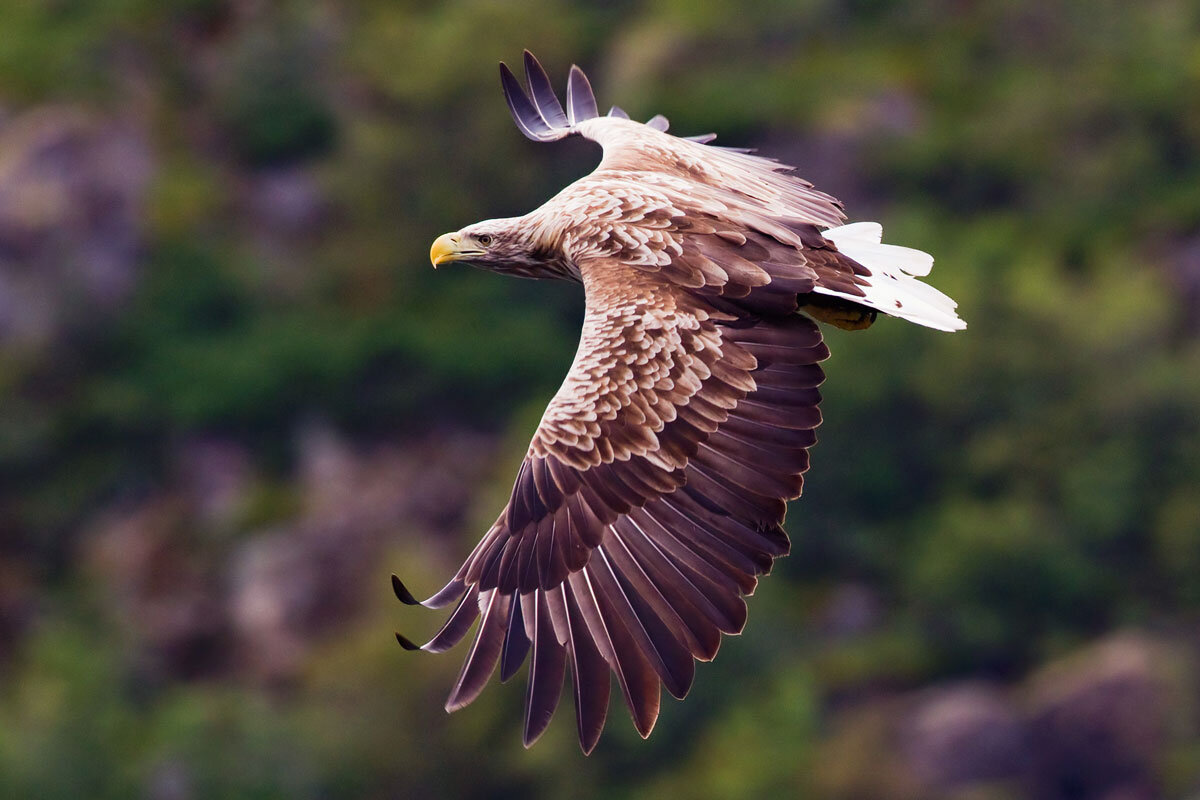 GBR_Scotland-Sea-Eagle-©-Wilderness-Scotland.jpg