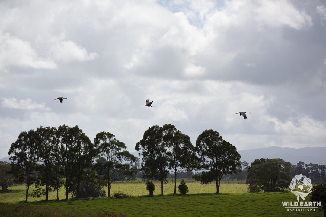 AUS_Bromsfield Swamp ©19 Natalia Baechtold-10.jpg