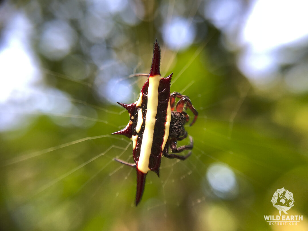 AUS_Daintree ©19 Natalia Baechtold-18.jpg